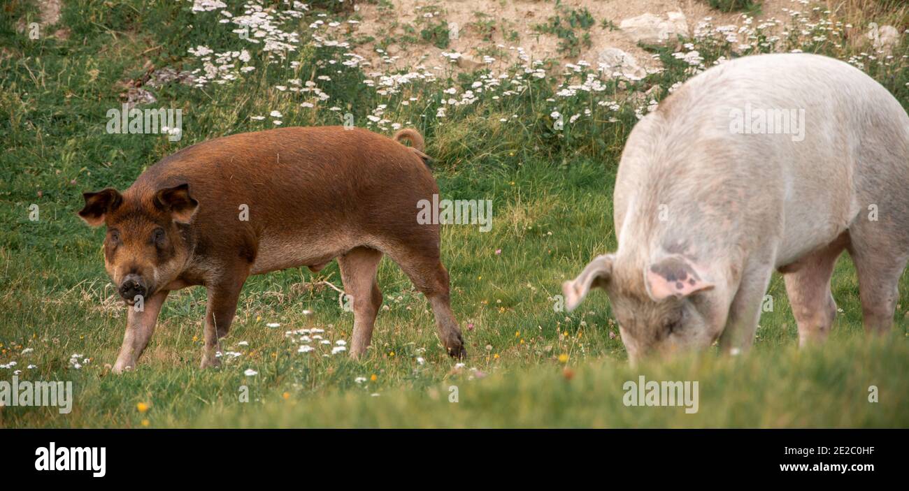 due maiali su un campo di una fattoria Foto Stock