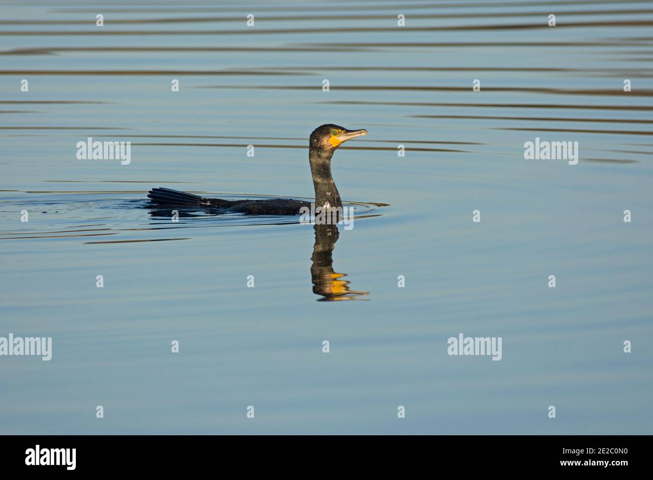 Cormorant, Phalacrocorax carbo, pesca in calme acque invernali sul lago artificiale di Farmoor, Oxfordshire, 26 novembre 2020. Foto Stock