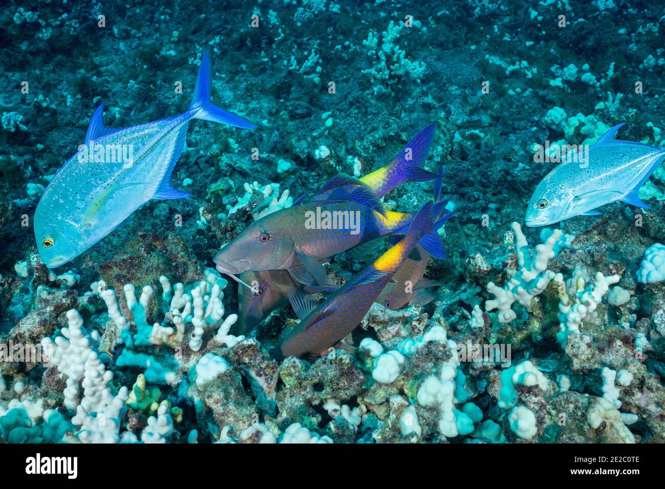 Caccia coalizione di goatfish blu e rosso trevally; Jacks seguire il goatfish per prendere qualsiasi preda che il goatfish scarico dal corallo, Hawaii Foto Stock