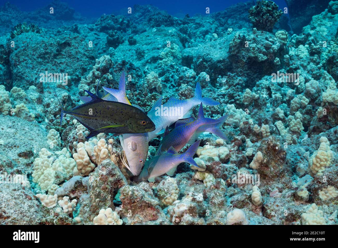 Coalizione di caccia di pesce gatto blu e jack rosso; Jack ha adottato una fase di colore scuro, che può indicare aggressione o territorialità; Kona, Hawaii Foto Stock