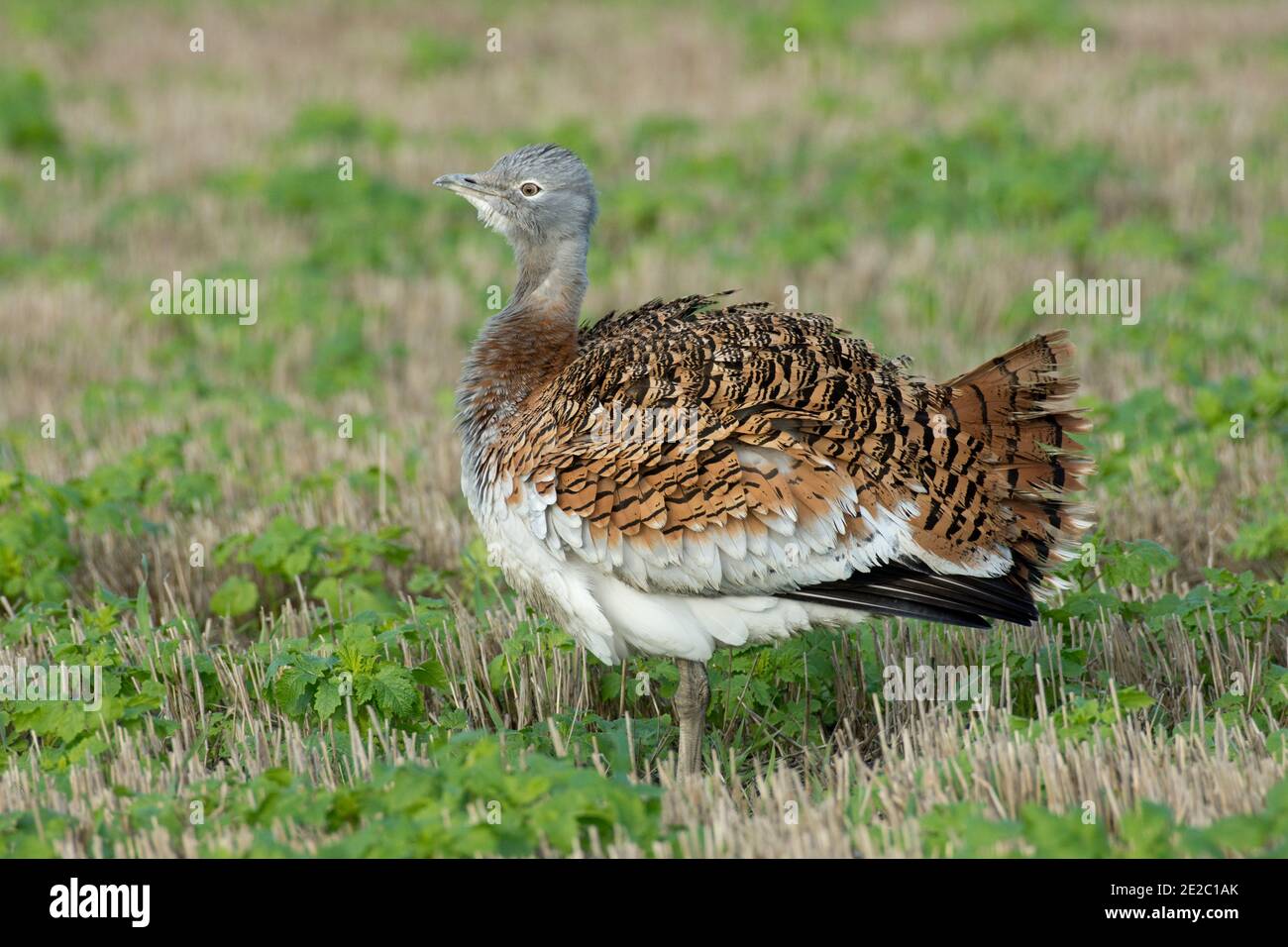 Primo maschio invernale Great Bustard, Otis tarda, tratto dal programma di reintroduzione che si svolge a Salisbury Plain, in un campo stoppie a Letcombe Regis Foto Stock