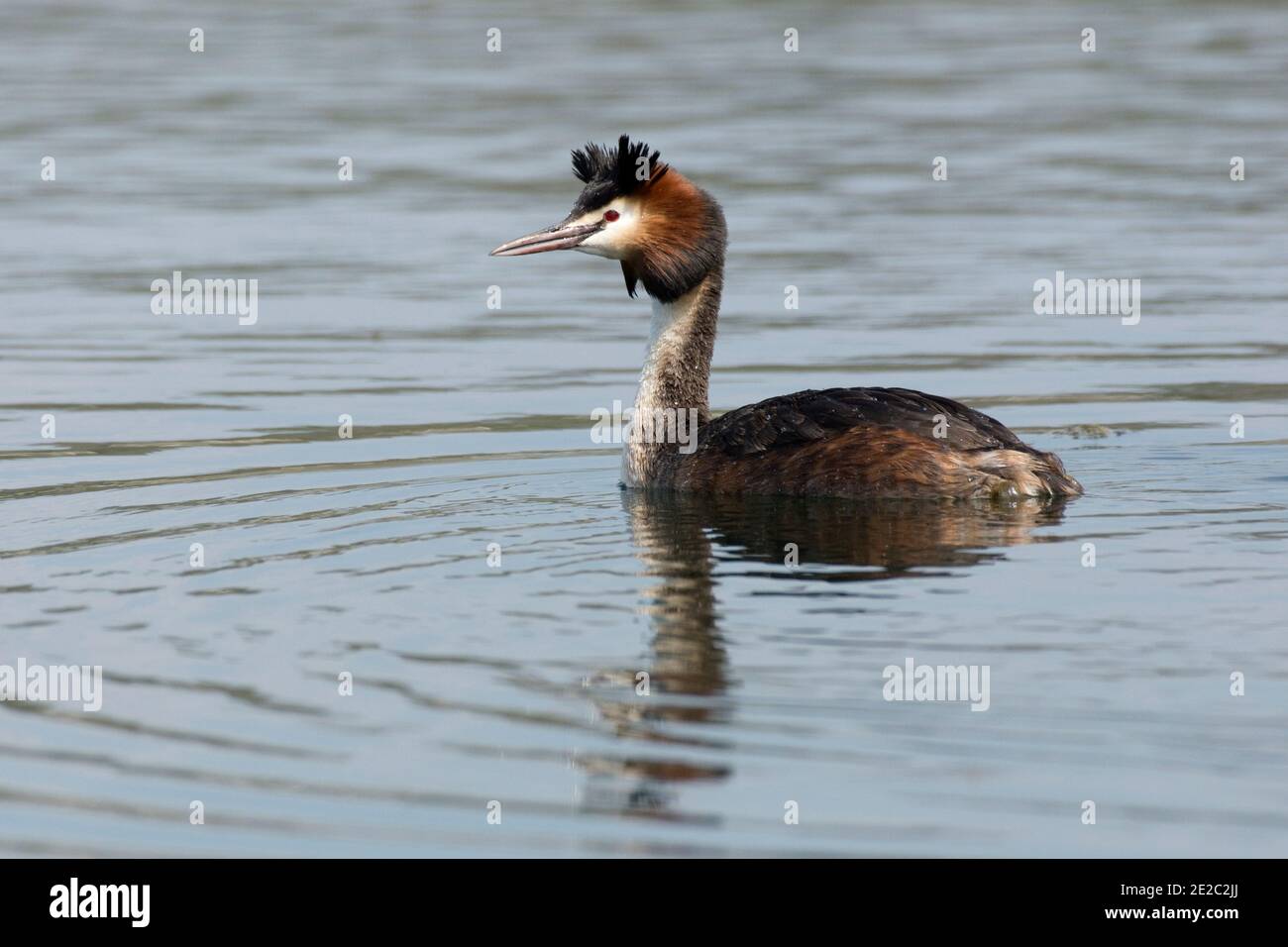 Summer plumaged Great Crested Grebe, Podiceps cristatus, Farmoor Reservoir, Oxfordshire, 30 aprile 2019. Foto Stock