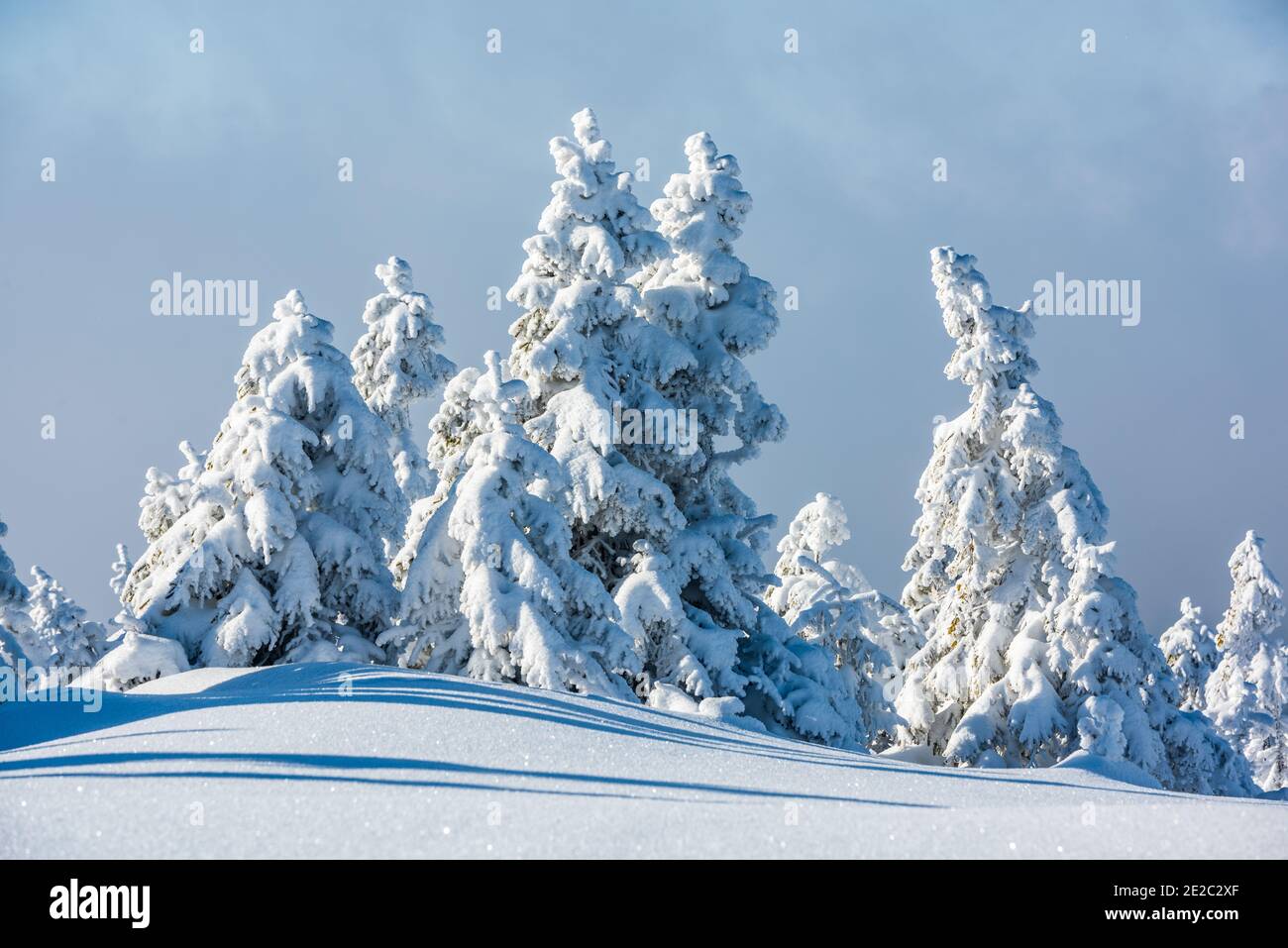 Cima della montagna con alberi innevati. Sculture di neve, Ice Frost e Rime. Fenomeno naturale. Foto Stock