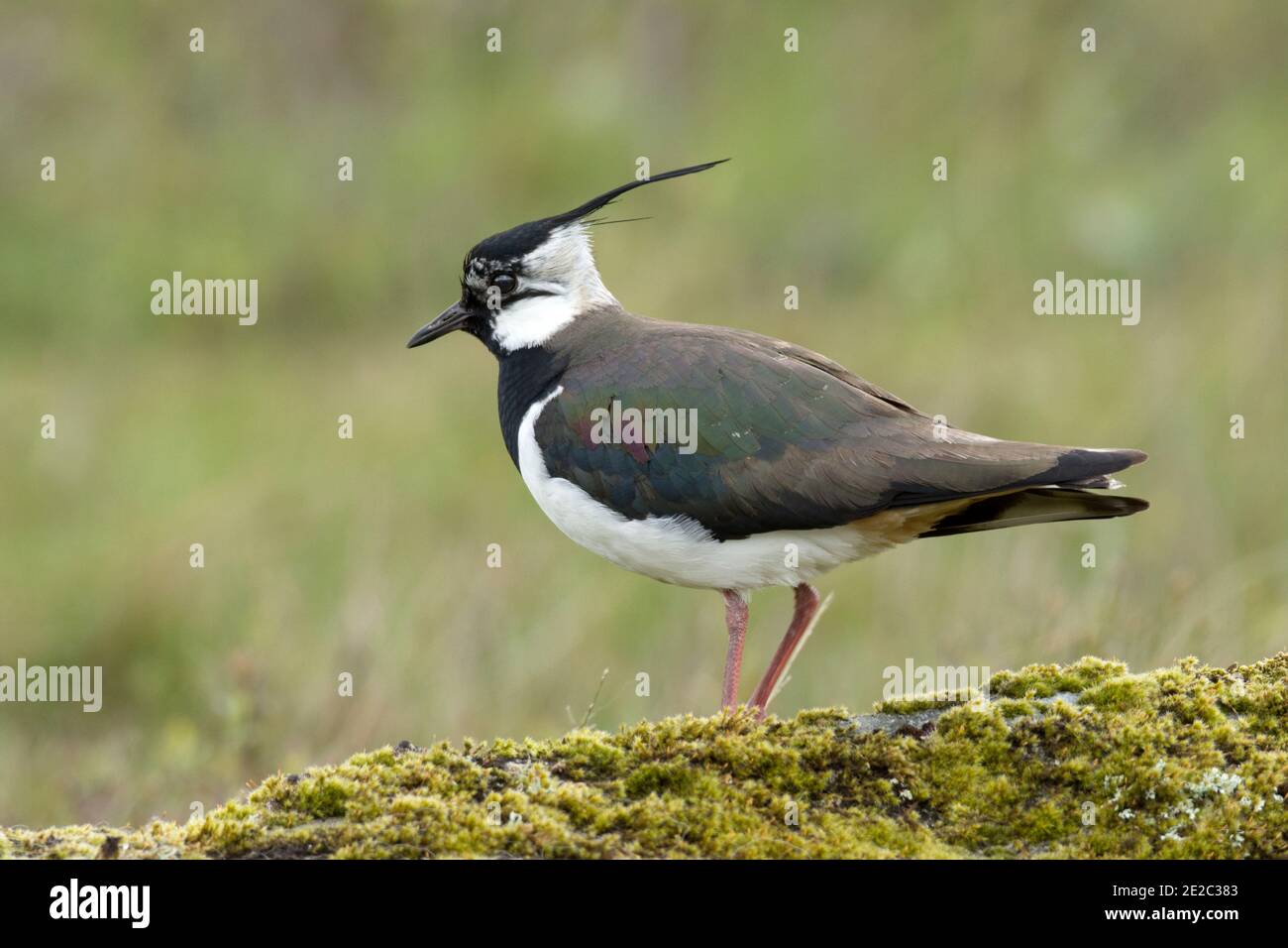 Adult Lapwing, Vanellus vanellus, sulla costa di Loch Spelve, Isola di Mull, Scozia, 26 maggio 2019. Foto Stock