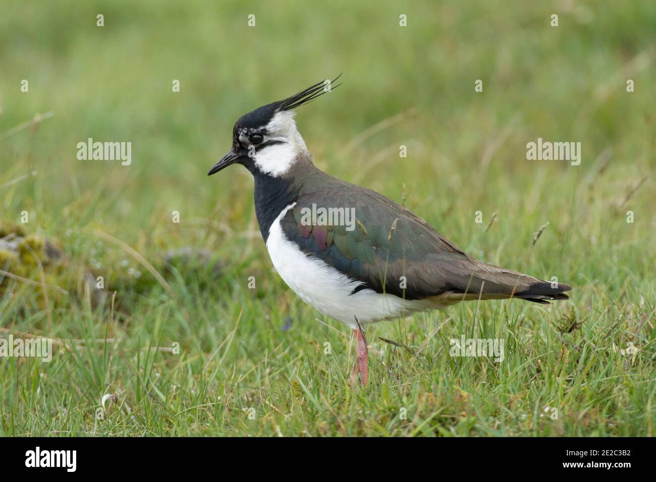 Adult Lapwing, Vanellus vanellus, sulla costa di Loch Spelve, Isola di Mull, Scozia, 26 maggio 2019. Foto Stock