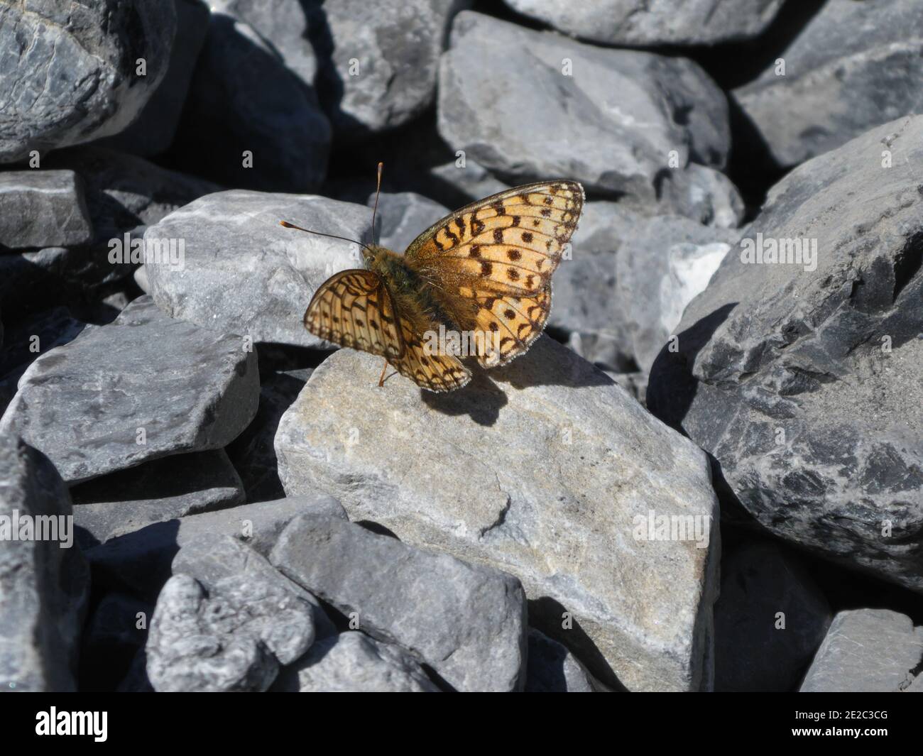 Bella farfalla su pietra grigia nel Parco Nazionale Svizzero Foto Stock