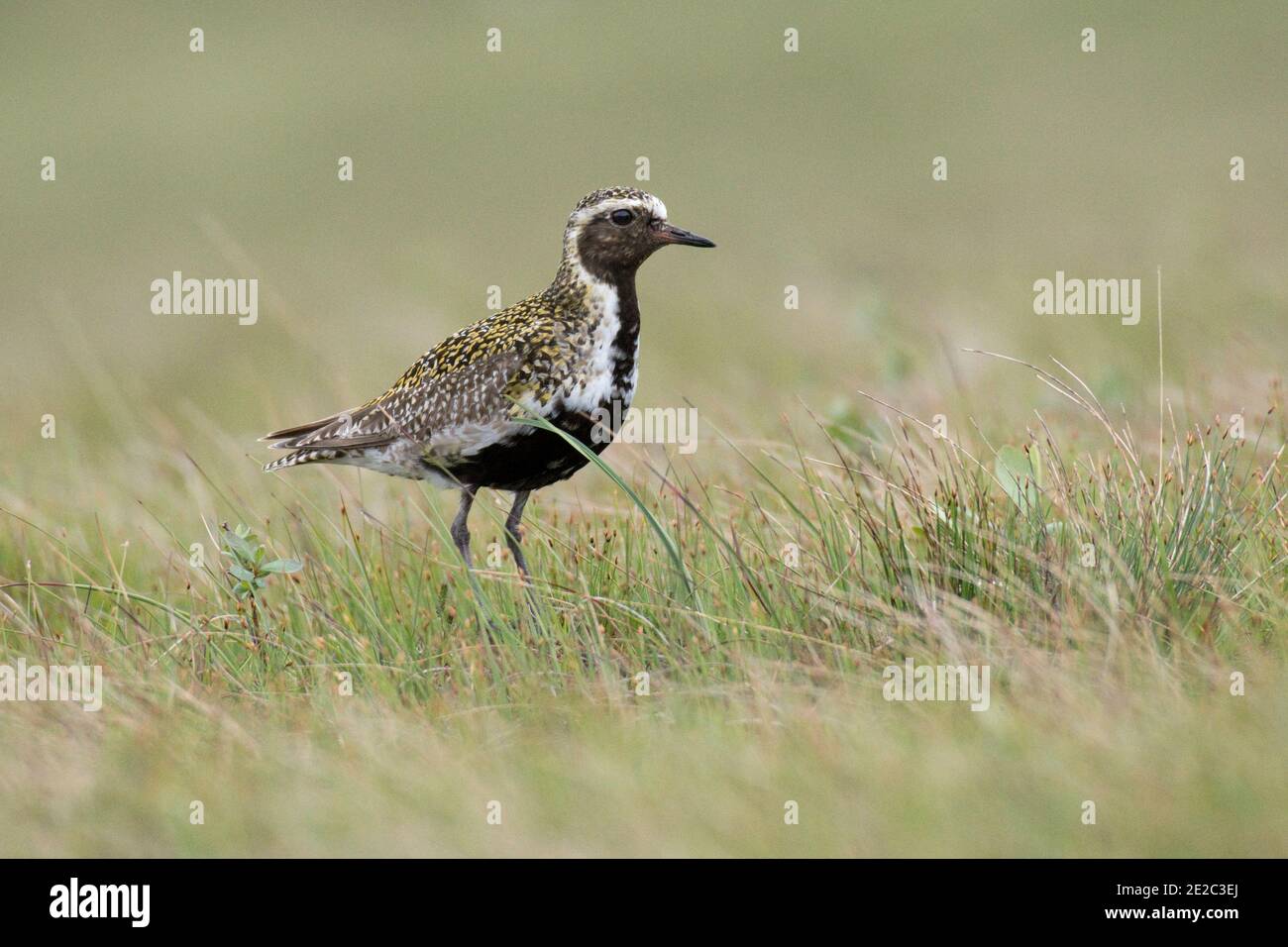 Golden Plover, Pluvialis albicaria, che si nutre sulla costa di Loch Na Keal, Isola di Mull, Scozia, 26 maggio 2019. Foto Stock