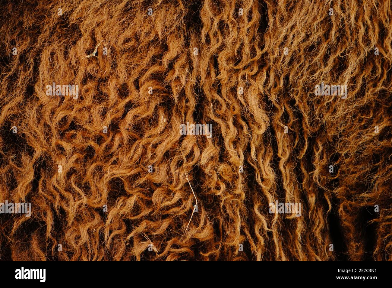 Pelliccia di bisonte Foto Stock Pelliccia di bisonte Foto Stock