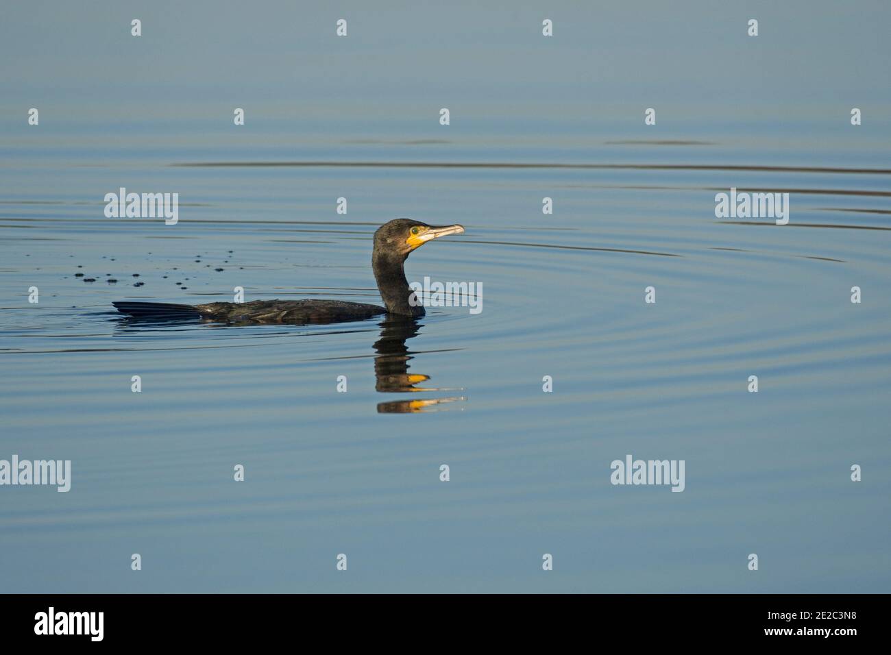 Cormorant, Phalacrocorax carbo, pesca in calme acque invernali sul lago artificiale di Farmoor, Oxfordshire, 26 novembre 2020. Foto Stock