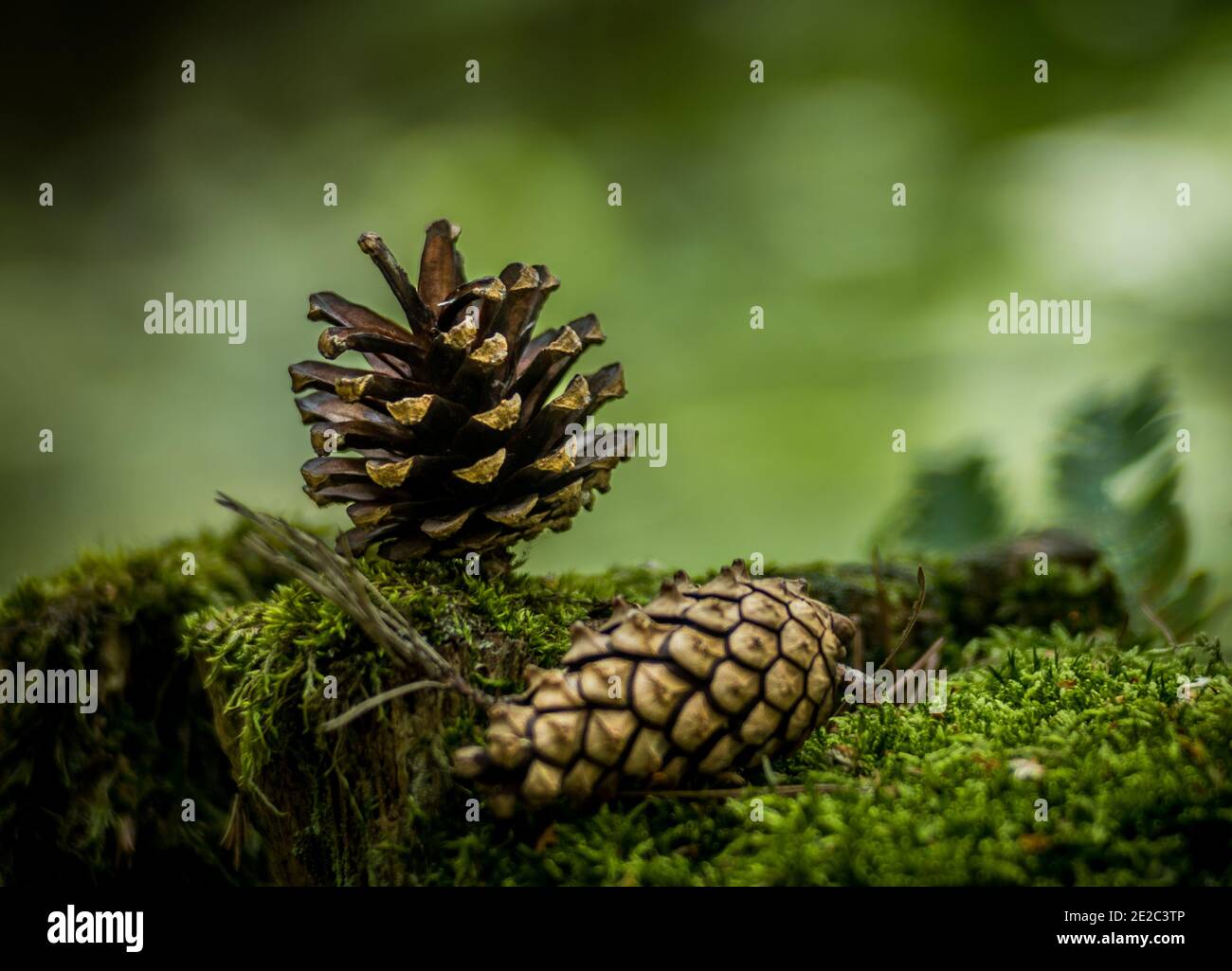 Vista in primo piano di due tipi di coni di pino sul erba su uno sfondo sfocato Foto Stock