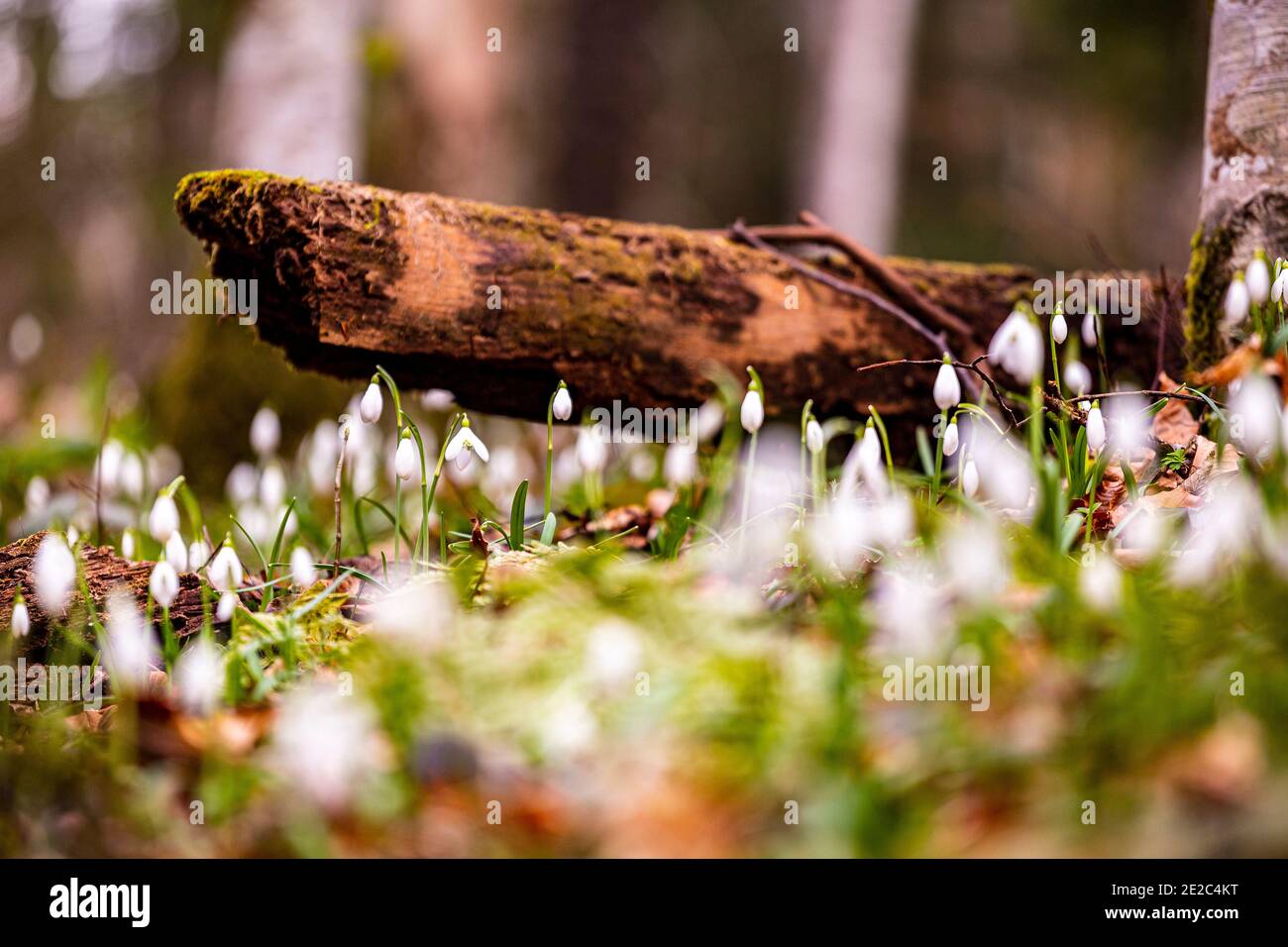 Galanthus nivalis, comunemente noto come fiore di Snowdrop in natura. Campo fotografato nel prato di Apple, Caras-Severin contea in Romania, il 15 di Foto Stock