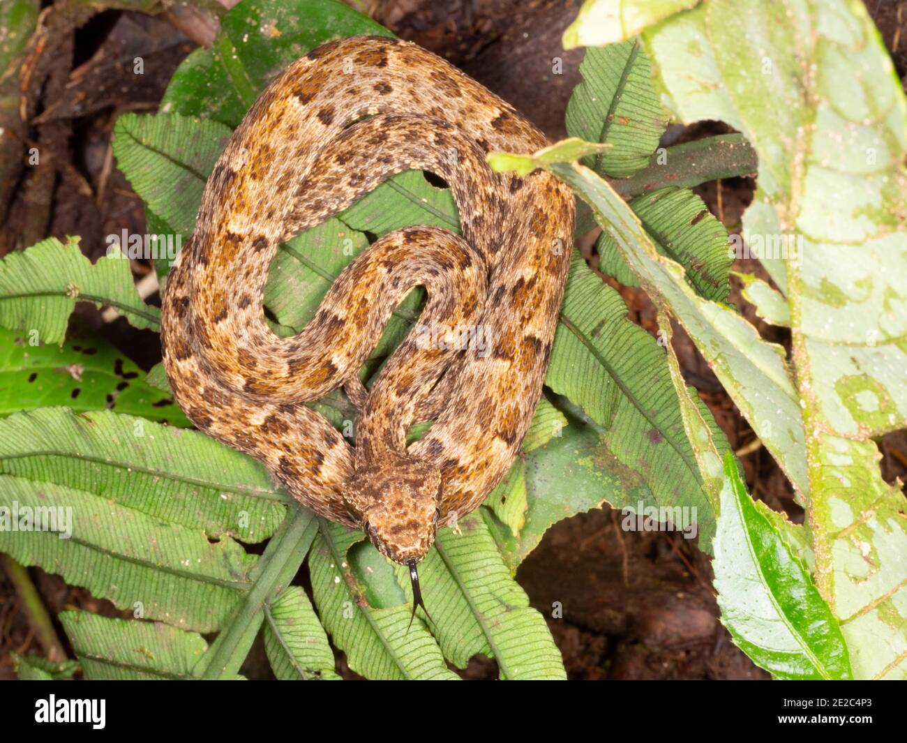 Una vipera venomosa giovanile Fer de Lance (Bothrops atrox) sul pavimento della foresta pluviale nell'Amazzonia ecuadoriana. Foto Stock