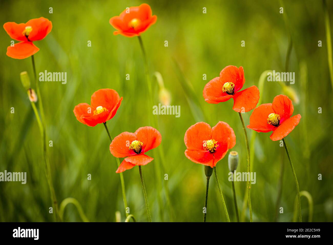 Papaveri rossi e selvaggi a testa lunga (Papaver dubium) su sfondo verde. Foto scattata il 15 maggio 2020, su un campo vicino a Timisoara, contea di Timis, R. Foto Stock