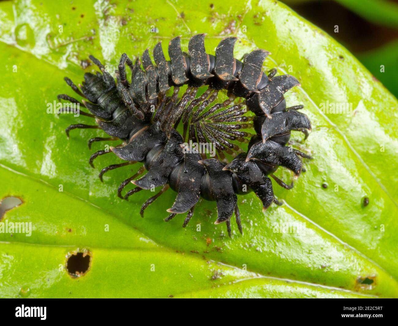 Millipede (Polydesmidae) a supporto piatto su una foglia nella foresta pluviale, Ecuador Foto Stock