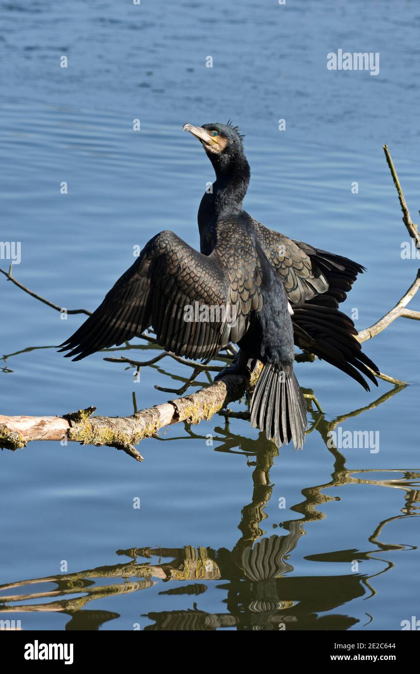 Cormorant, Phalacrocorax carbo, alare ali sul ramo d'acqua presso la Thatcham Reedbeds Reserve BBOWT, Berkshire, 3 febbraio 2019 Foto Stock