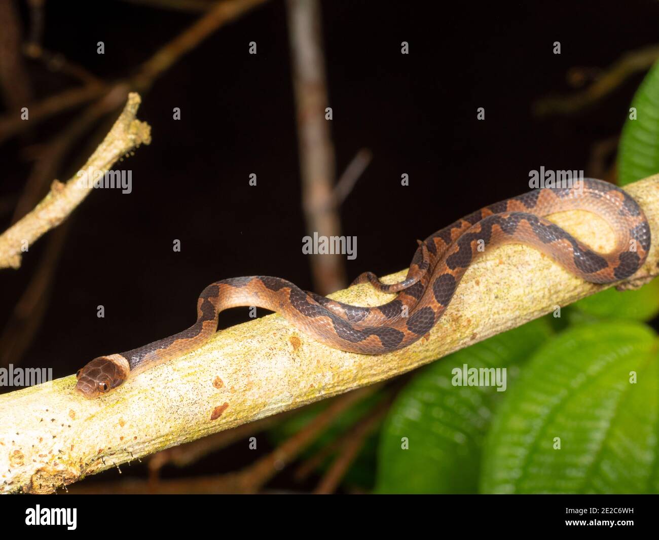 Serpente comune dagli occhi di gatto (Leptodeira annullata) Nella foresta pluviale dell'Amazzonia ecuadoriana Foto Stock