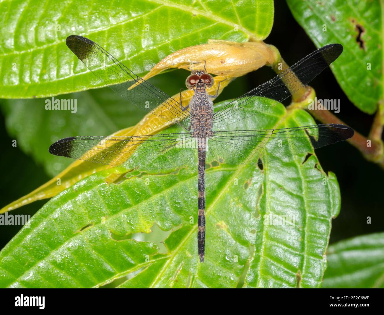 Libellula amazzonica che riposa su una foglia nella foresta pluviale, Ecuador Foto Stock