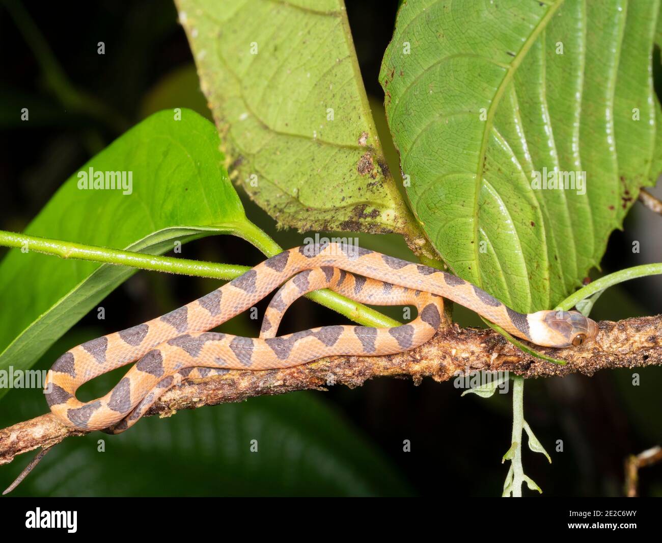 Serpente comune dagli occhi di gatto (Leptodeira annullata) Nella foresta pluviale dell'Amazzonia ecuadoriana Foto Stock