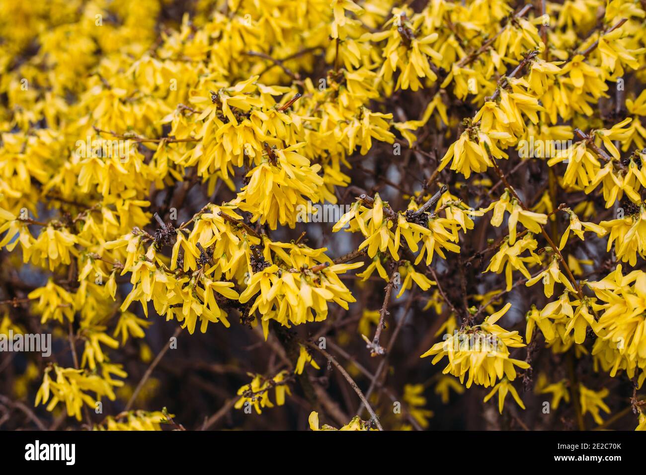 Grande cespuglio di fiori gialli della pianta di Forsythia o dell'albero di  Pasqua, in un giardino in una giornata di primavera soleggiata, bello  sfondo floreale esterno. Prima molla F Foto stock -