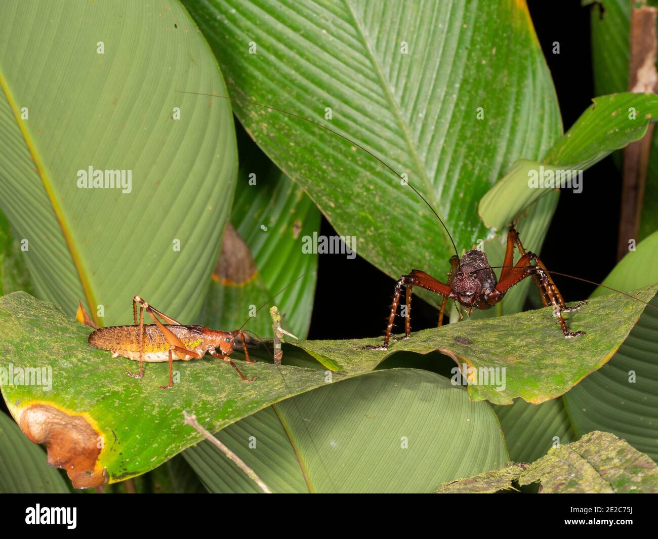 Lobster gigante Katydid (Panoploscolis specularis) sulla destra accanto ad un altro grande bush cricket nella foresta pluviale understory, Ecuador Foto Stock