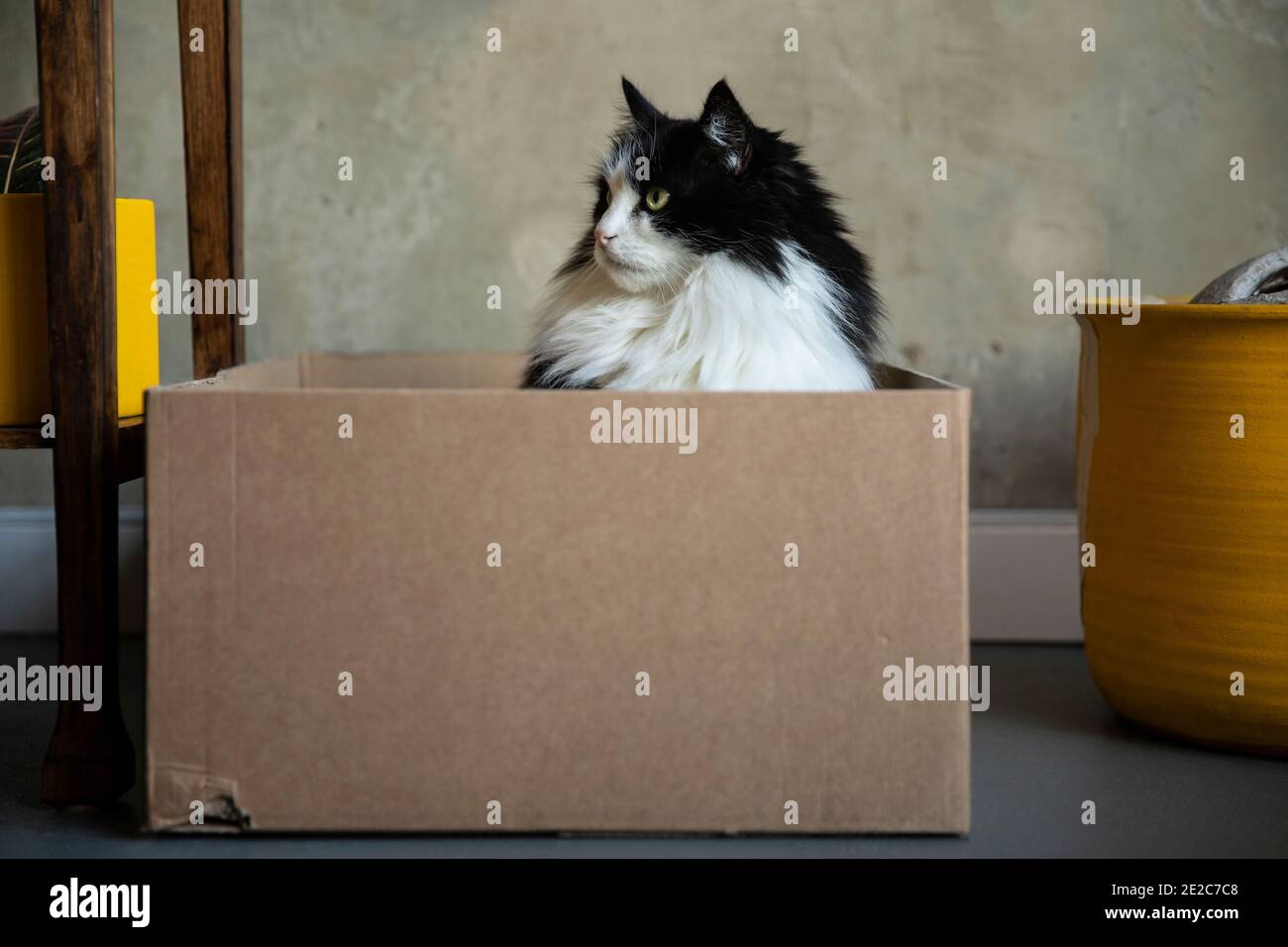 Bel gatto nero e bianco dai capelli lunghi con occhi verdi che guardano a sinistra e seduti in una scatola di cartone in un interno con accenti gialli. Un riciclo Foto Stock