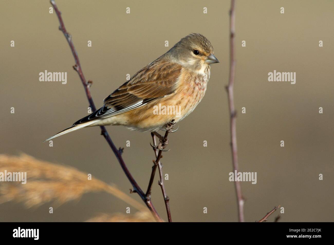 Linnet, Linaria cannabina, on twig, RSPB's Otmoor Reserve, Oxfordshire, 23 febbraio 2019. Foto Stock