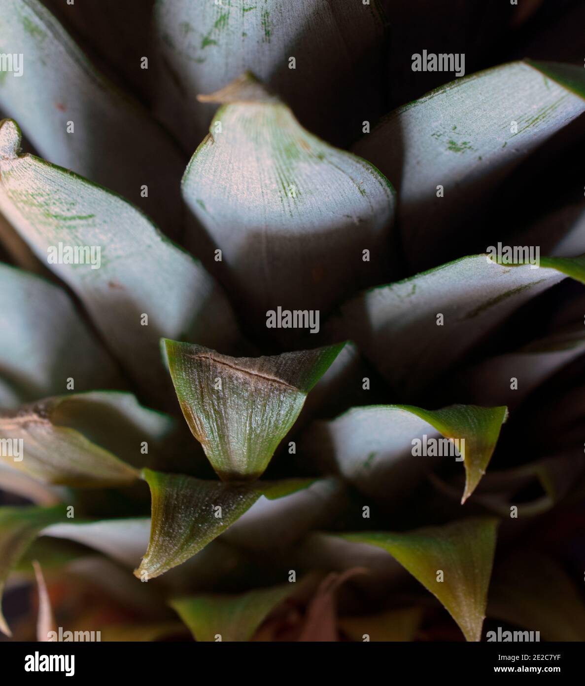 Primo piano di foglie di ananas Foto Stock