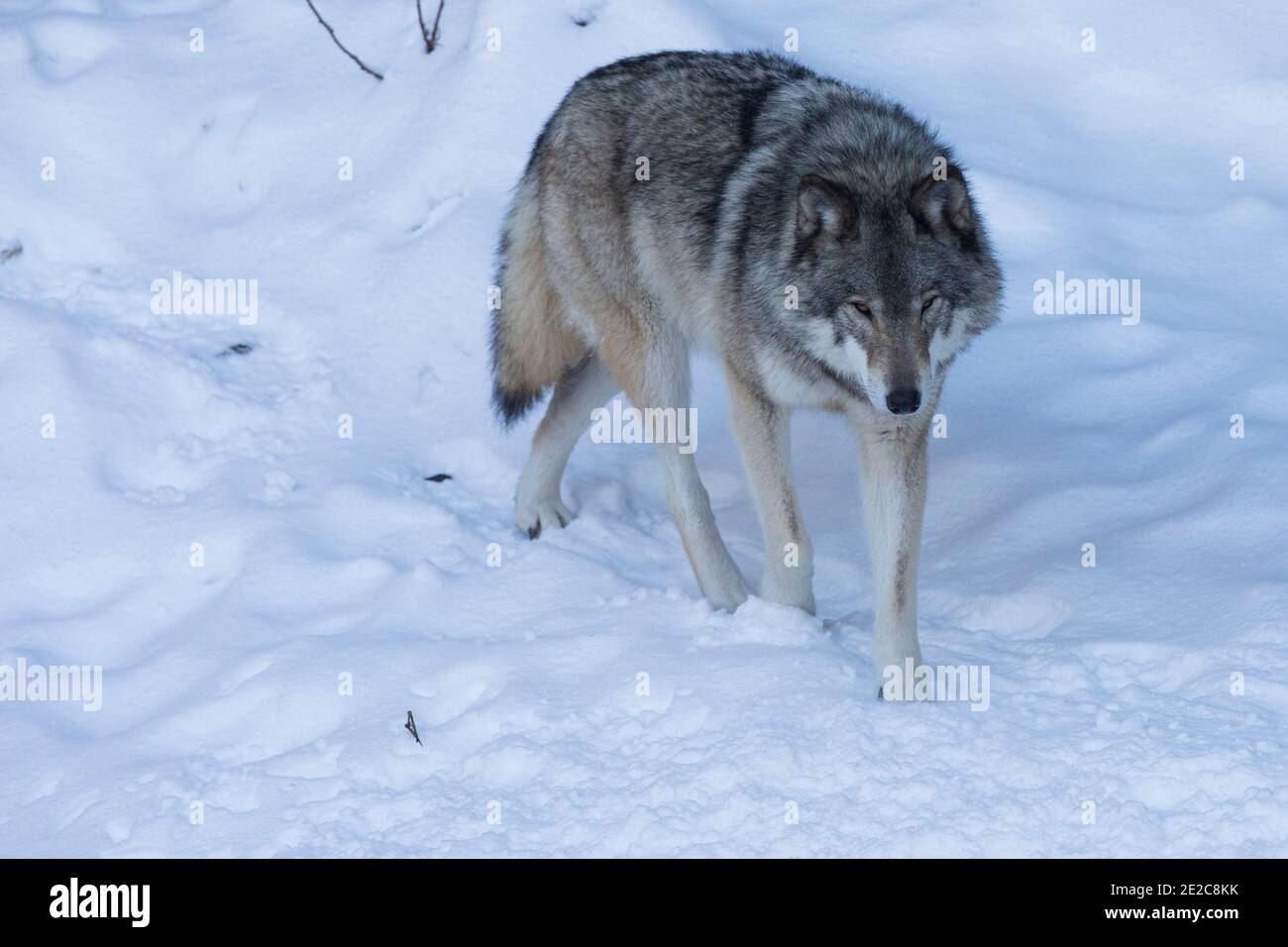 ritratto del lupo nordoccidentale in inverno Foto Stock