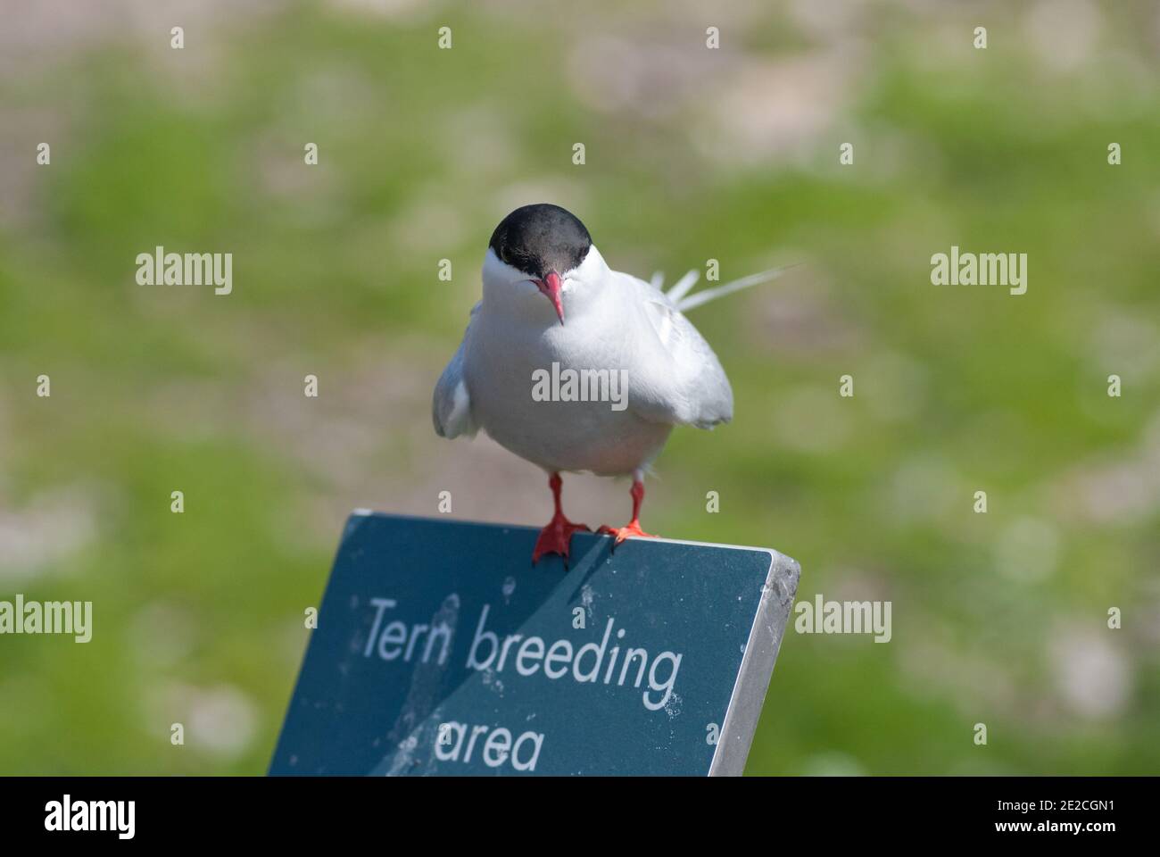 Terna artica (Sterna paradisaea) appollaiata su un cartello con la scritta 'Tern breeding area', sull'Isola di Maggio, Scozia. Foto Stock