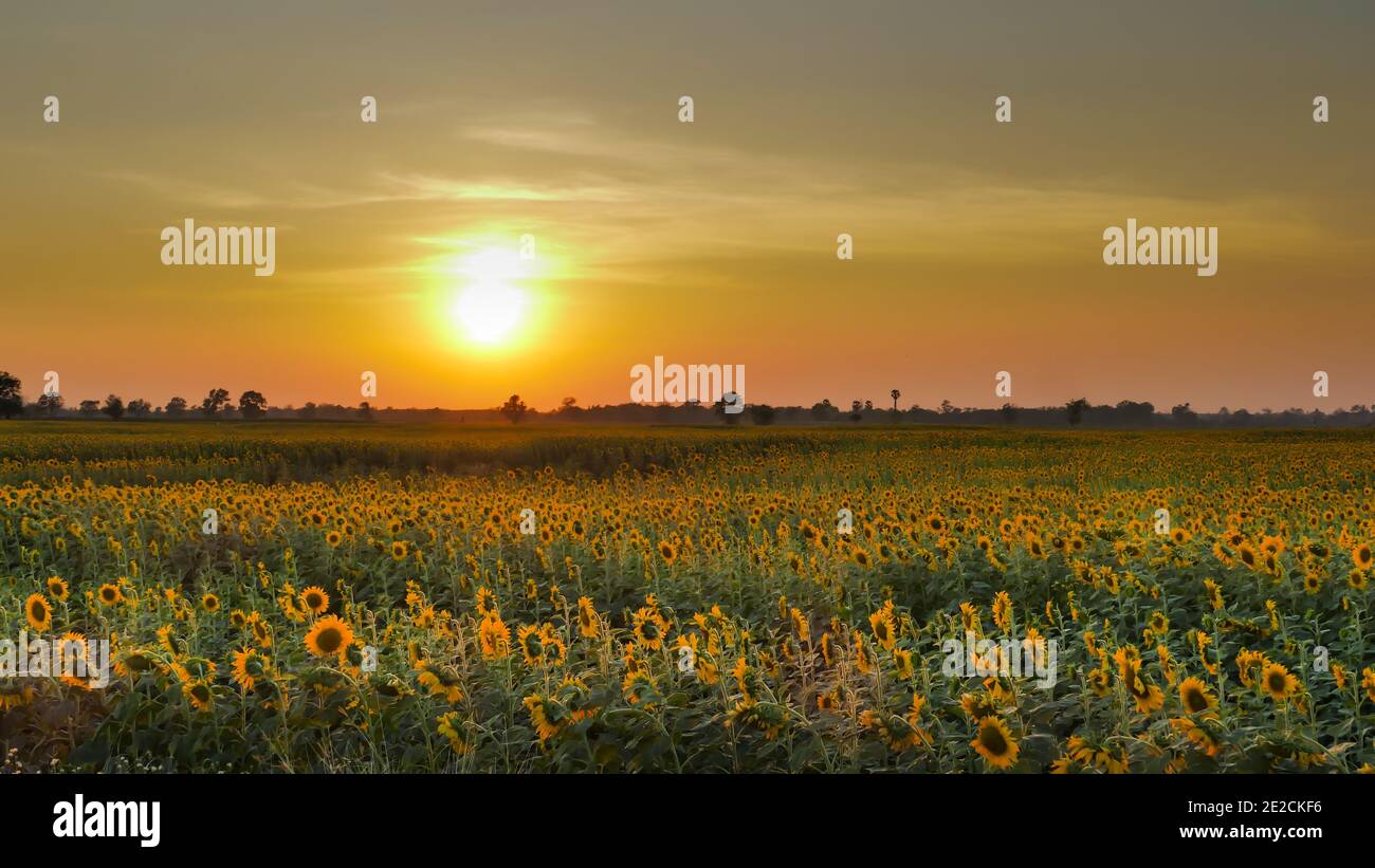 Campo di girasole al tramonto Foto Stock