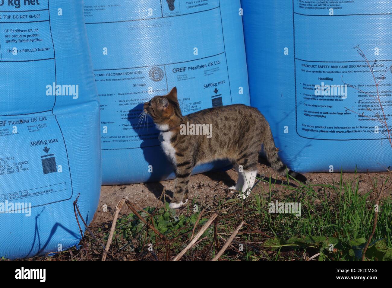 Tabby gatto e sacchi di fertilizzante Foto Stock