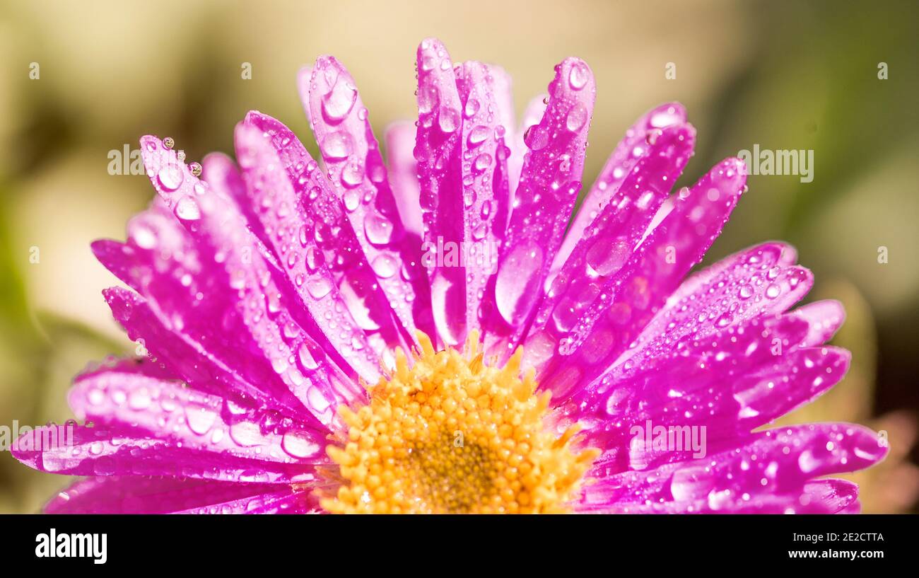 Rosa porpora Gerbera fiore con gocce di rugiada su sfondo. Mezzo fiore viola. Petali dopo la pioggia. Bella carta estiva Foto Stock