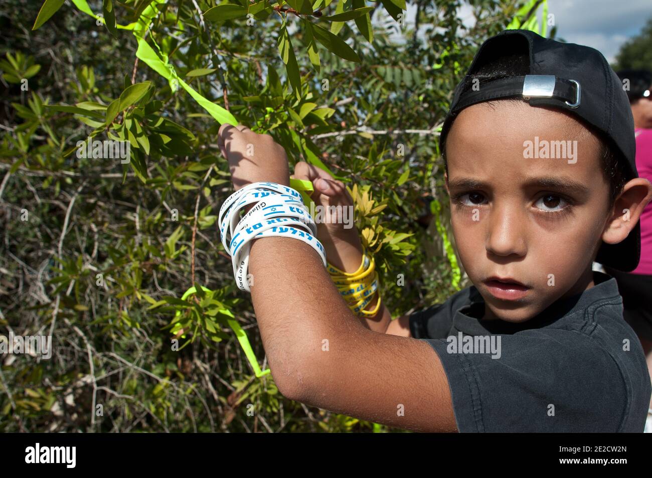 Un bambino che indossa braccialetti con l'iscrizione 'sono anche Gilad' lega un nastro giallo (simbolo della lotta per liberare Gilad Shalit) negli ulivi della casa della famiglia di Shalit a Mitzpe Hita. Migliaia di israeliani erano venuti nel fine settimana alla casa della famiglia di Shalit?s nel piccolo villaggio di Mitzpe Hila nel nord Israele, a expresse là gioia per l'atteso rilascio di Gilad Shalit martedì prossimo, 15 ottobre 2011. La famiglia del soldato dell'IDF rapito Gilad Shalit, è arrivata mercoledì sera a casa loro dopo aver lasciato il sito di protesta in cui erano stati accampati a Gerusalemme. Israele e ha Foto Stock