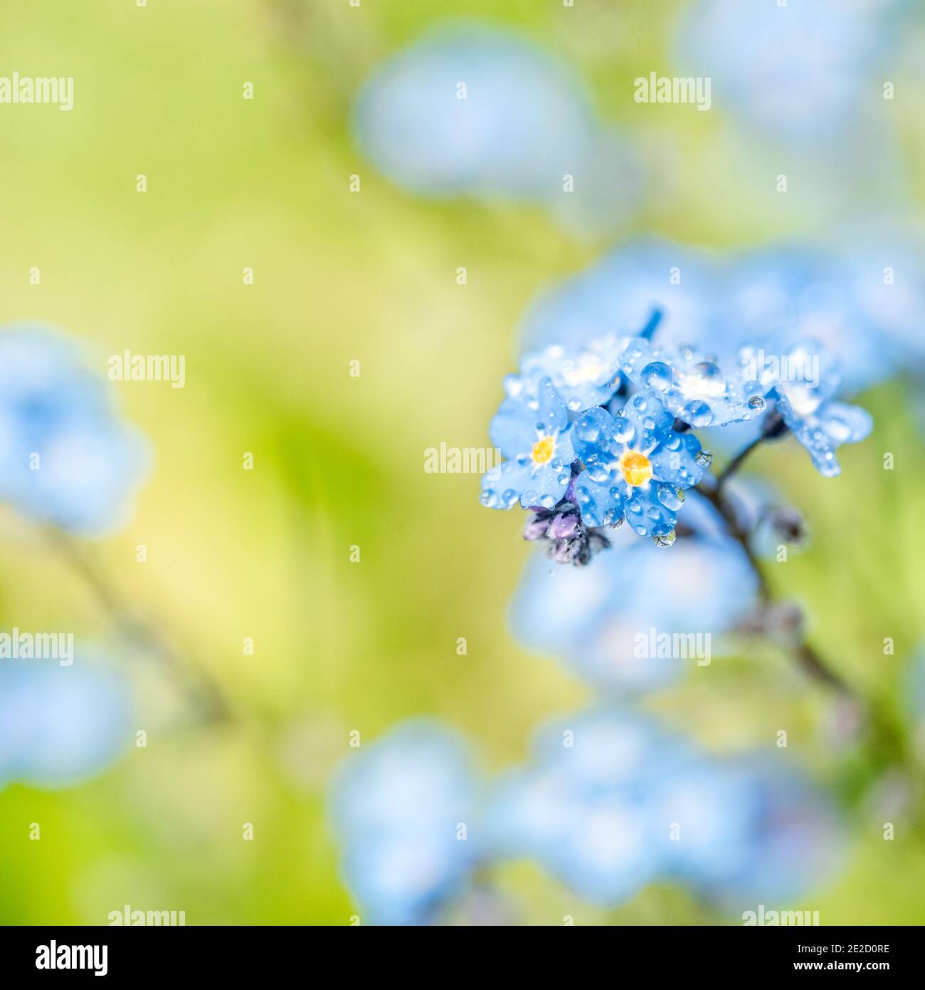 Grappoli luminosi di fiori blu giovane Forget-me .Violet blu sfocatura sfondo. Summer Spring card.Square size Foto Stock