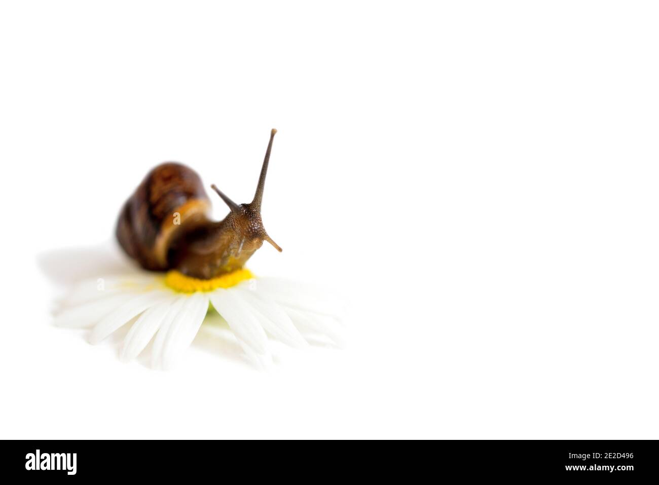 Lumaca su un isolato flower.Chamomile su bianco. Concetto di spa, natura naturale. Foto Stock