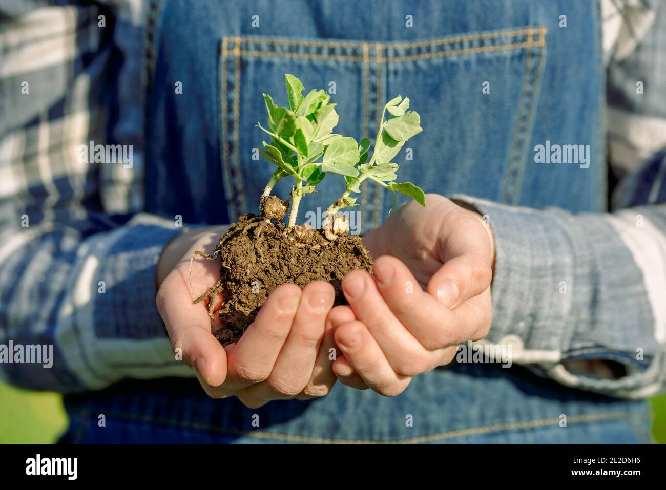 Coltivatore di ragazza in tute di denim tiene un germoglio con terra. Piantando verdure. Concetto di conservazione dell'ambiente Foto Stock