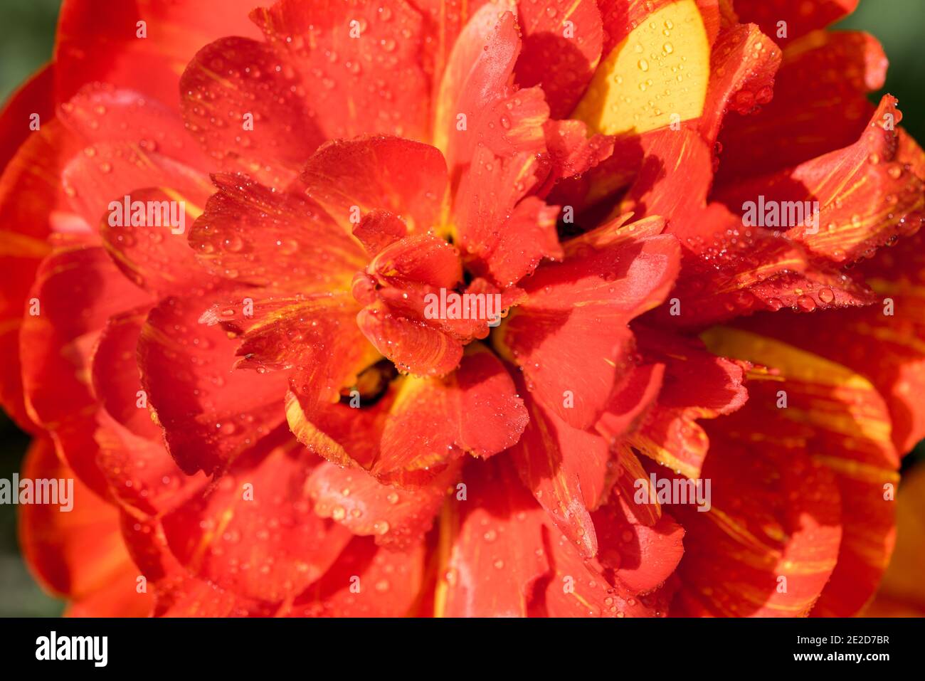 Primo piano di una macro di tulipano colorato al sole. Foto Stock