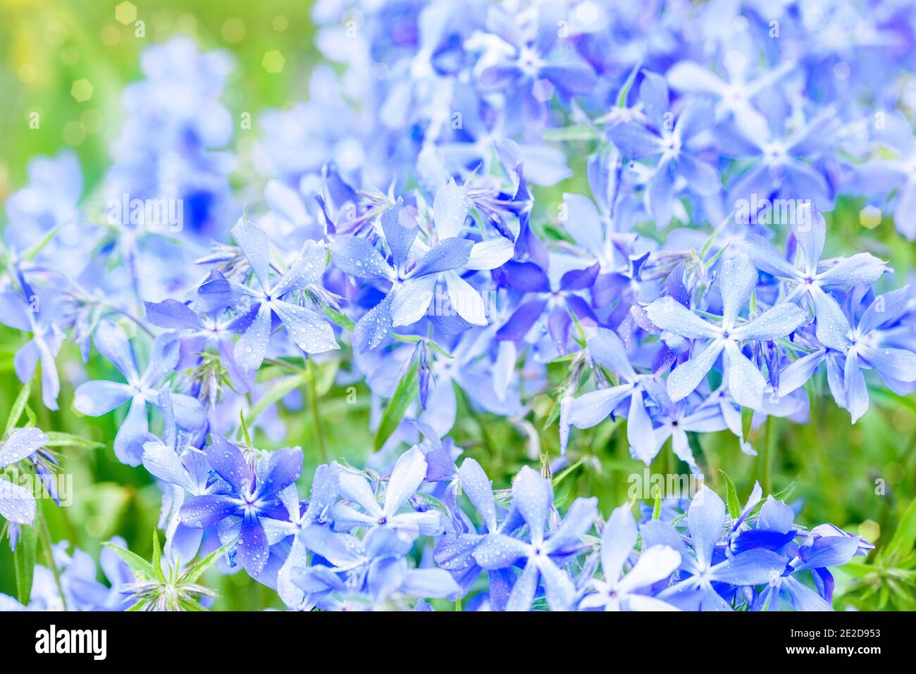Bella sfondo di fiori blu. Estate natura. Campo piante. Bella viola cartolina.macro natura Foto Stock