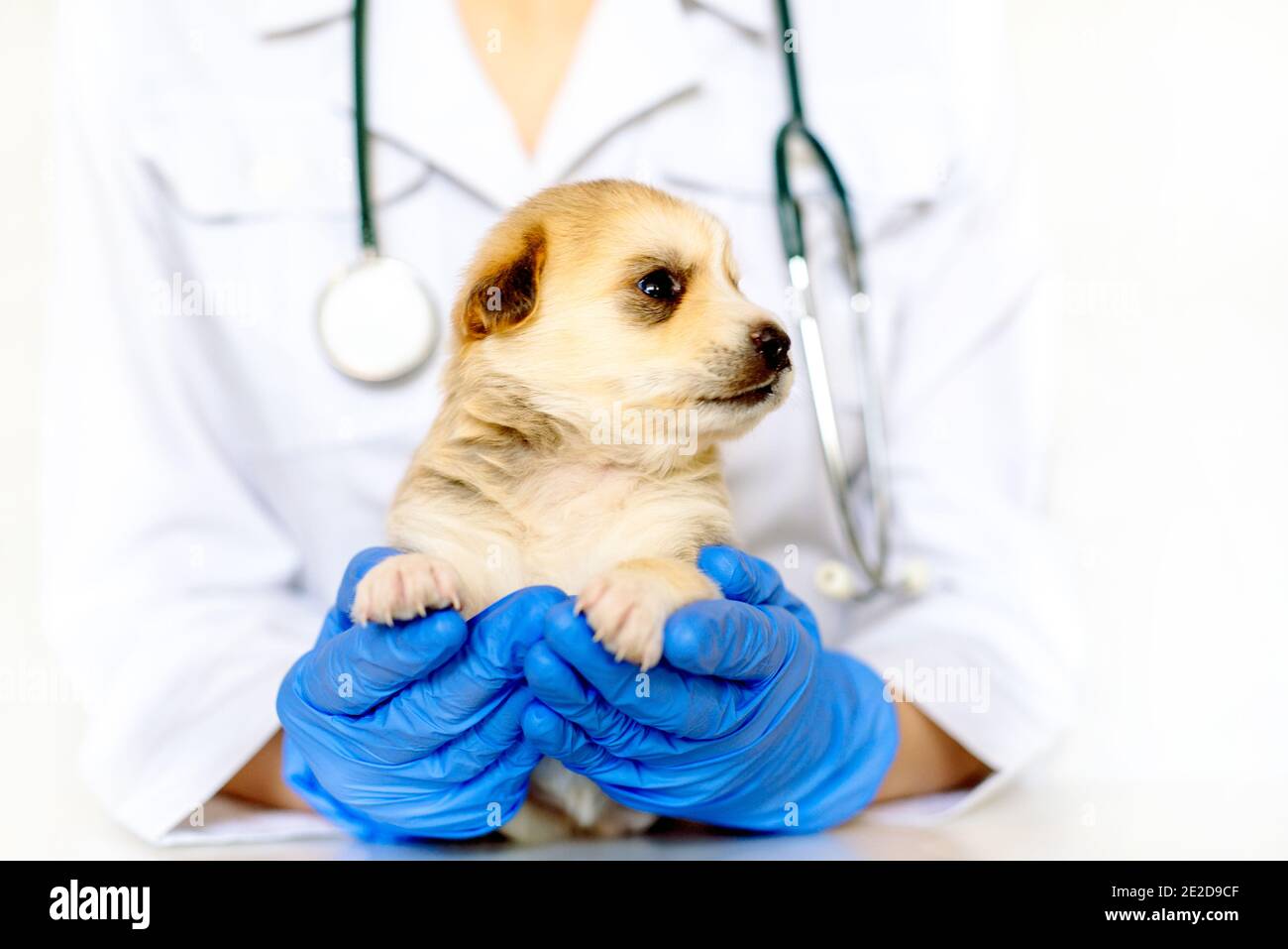 Cucciolo carino sulle mani ad un vet.Care per un animale domestico. Piccolo cane rosso su sfondo bianco. Foto Stock