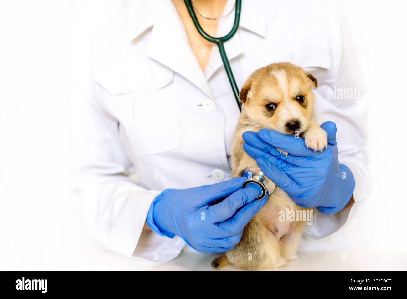Cucciolo carino sulle mani ad un vet.Care per un animale domestico. Piccolo cane rosso su sfondo bianco. Foto Stock