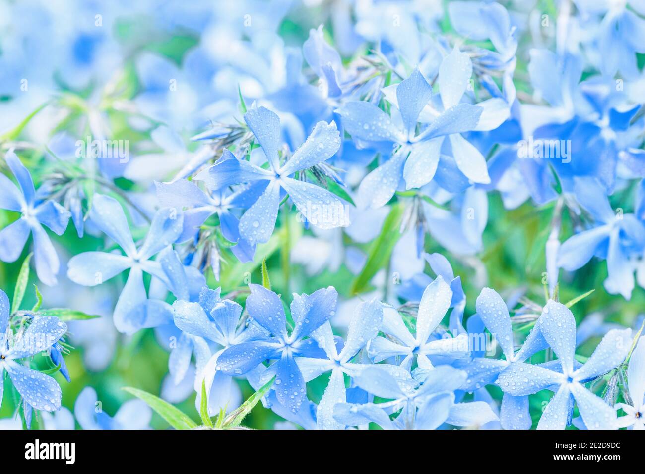 Bella sfondo di fiori blu. Estate natura. Campo piante. Bella viola cartolina.macro natura Foto Stock