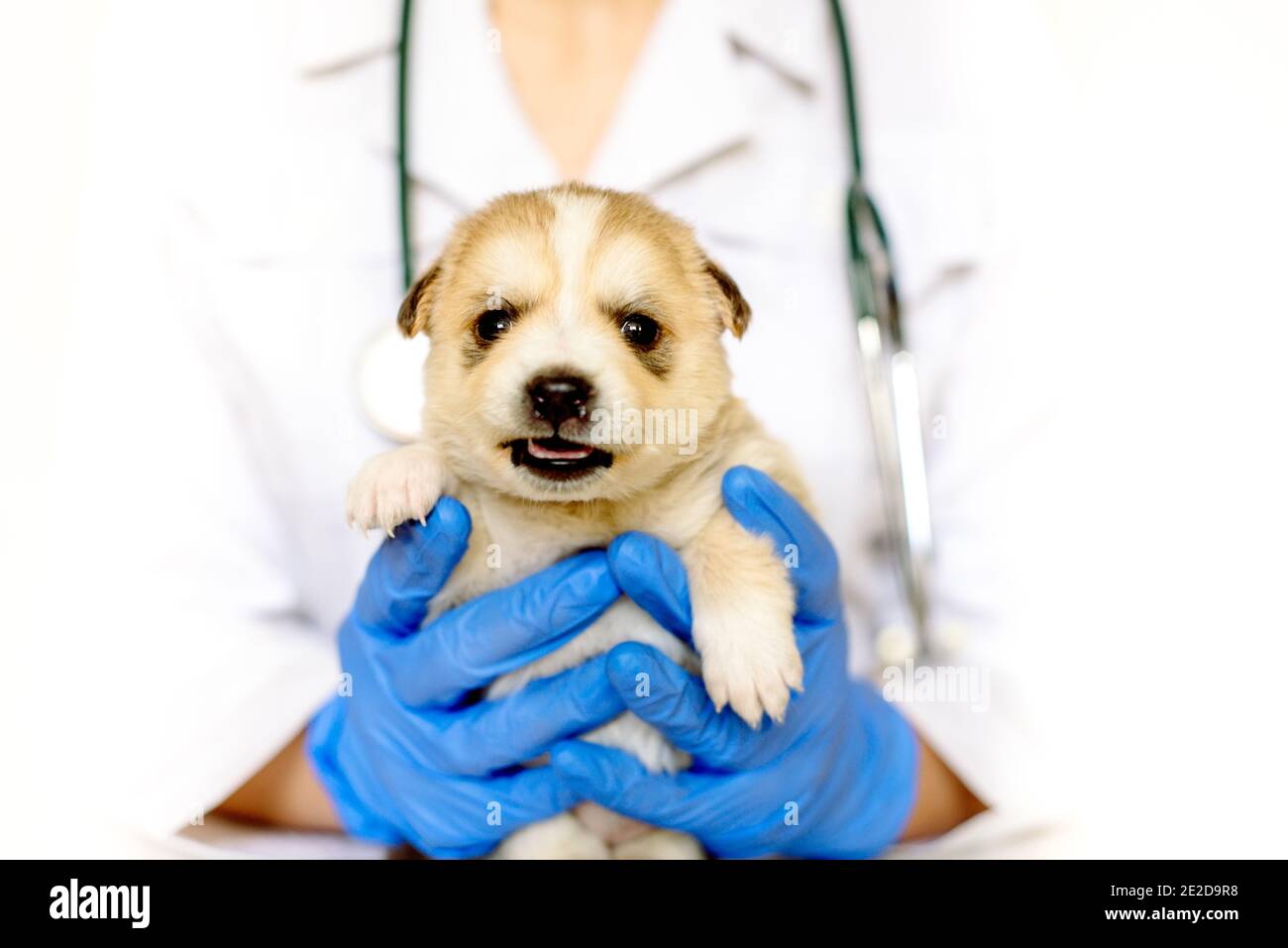 Cucciolo carino sulle mani ad un vet.Care per animale domestico. Piccolo cane rosso su sfondo bianco. Foto Stock