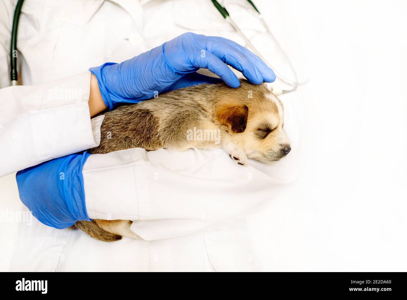 Cute cucciolo sulle mani a vet.Care per un animale domestico. Piccolo cane rosso su sfondo bianco. Foto Stock