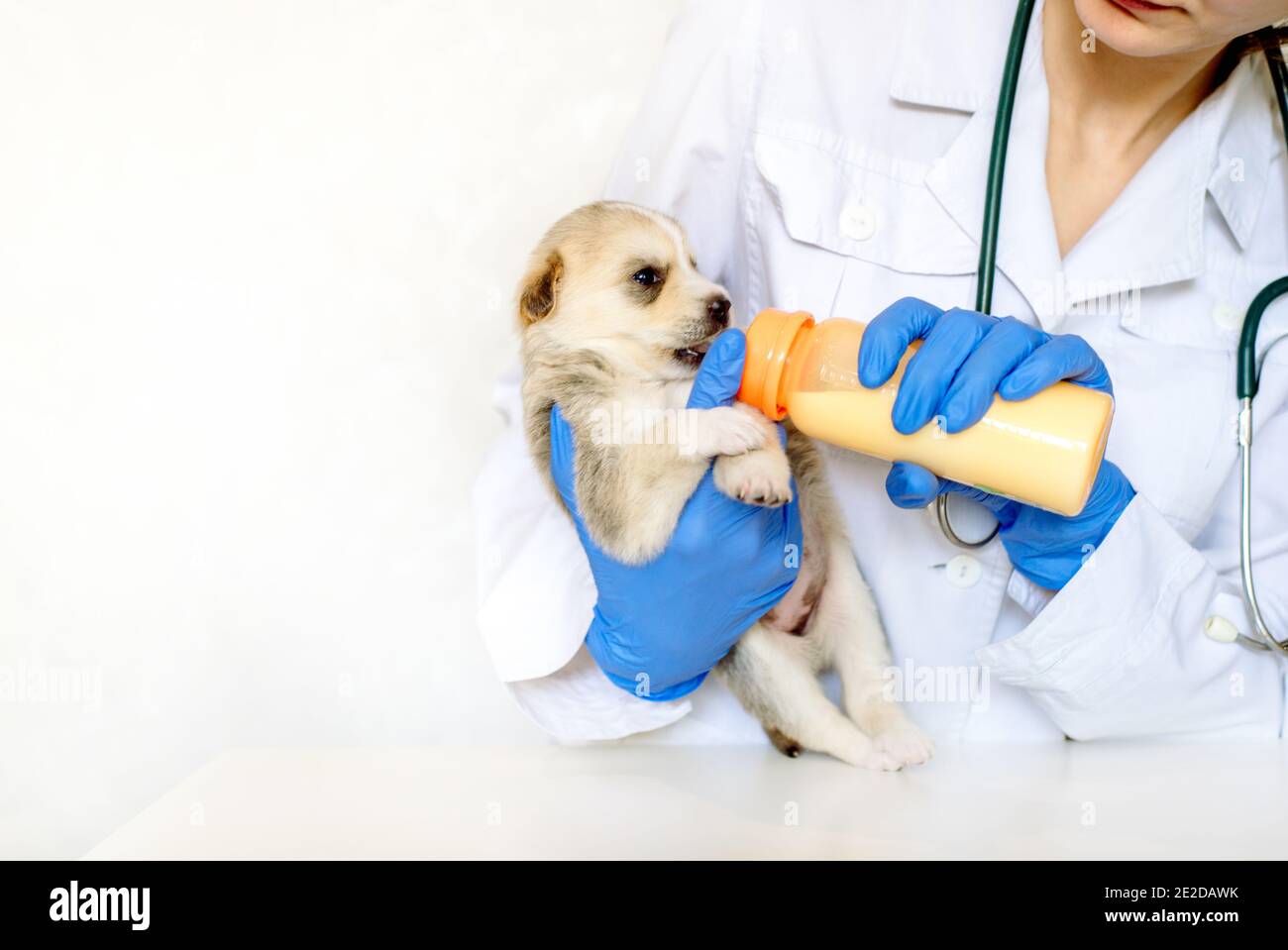 Nutrire un neonato cucciolo formula da un flacone closeup.Vet medico in clinica. Cane care.A animale domestico. Foto Stock
