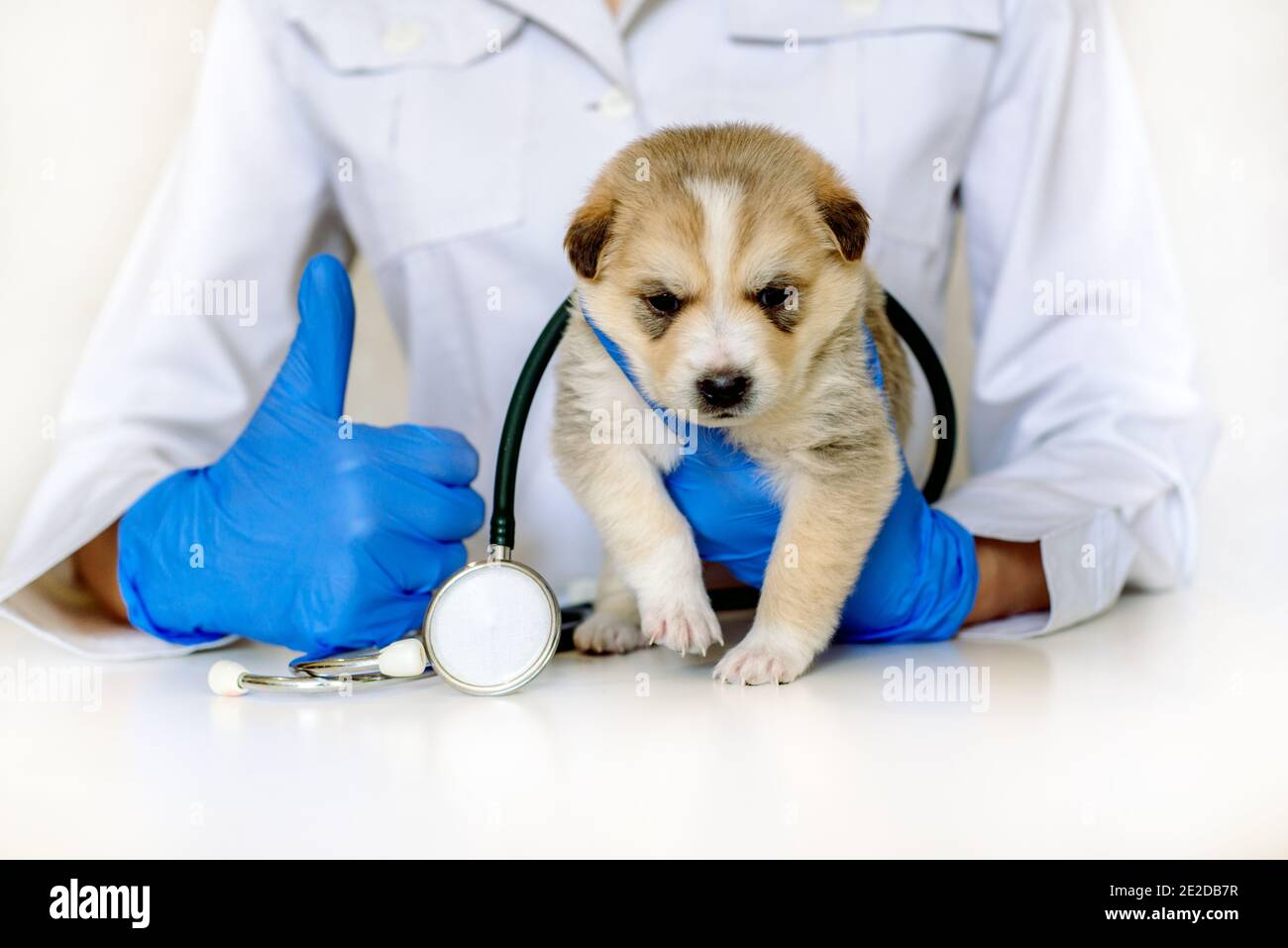 Veterinario sorridente che esamina un cane carino in medicina Office.PET cura in clinica veterinaria. Mani di un giovane Specialist.Mongrel, cane purebred Foto Stock