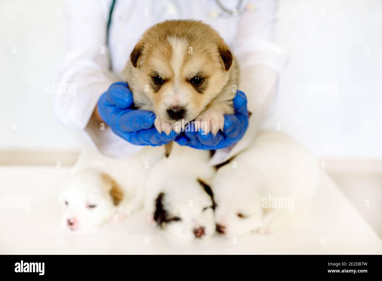 Quattro cuccioli insonni sul lettino del veterinario. Animali amabili in clinica. Cura e esame da parte di un medico. CUR. Giorno del cane Mongrel Foto Stock