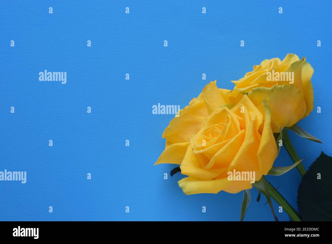 Bouquet di rose fresche, fiore sfondo luminoso. Primo piano. Rose gialle su sfondo blu. Foto Stock