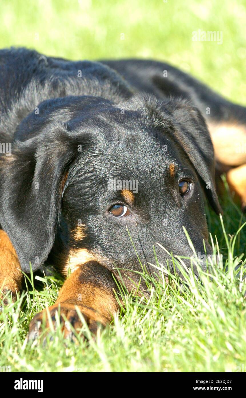 Cucciolo di "beauceron" con cani da pecora. Il Beauceron è un cane da guardia e razza di cane da allevamento che rientrano nella categoria di cane da lavoro le cui origini si trovano nelle pianure della Francia settentrionale. Il Beauceron è anche noto come Berger de Beauce (cane da pastore di Beauce) o Bas Rouge (calze rosse), NY, USA, 2011. Foto di Marie PSAILA/ ABACAPRESS.COM Beauceron,Berger de Beauce, Berger français ou Bas-Rouge, espèce( Canis lupus familiaris ),chien de berger d'origine française, NY, Etats-unis, 2011. Foto di Marie PSAILA/ ABACAPRESS.COM Foto Stock