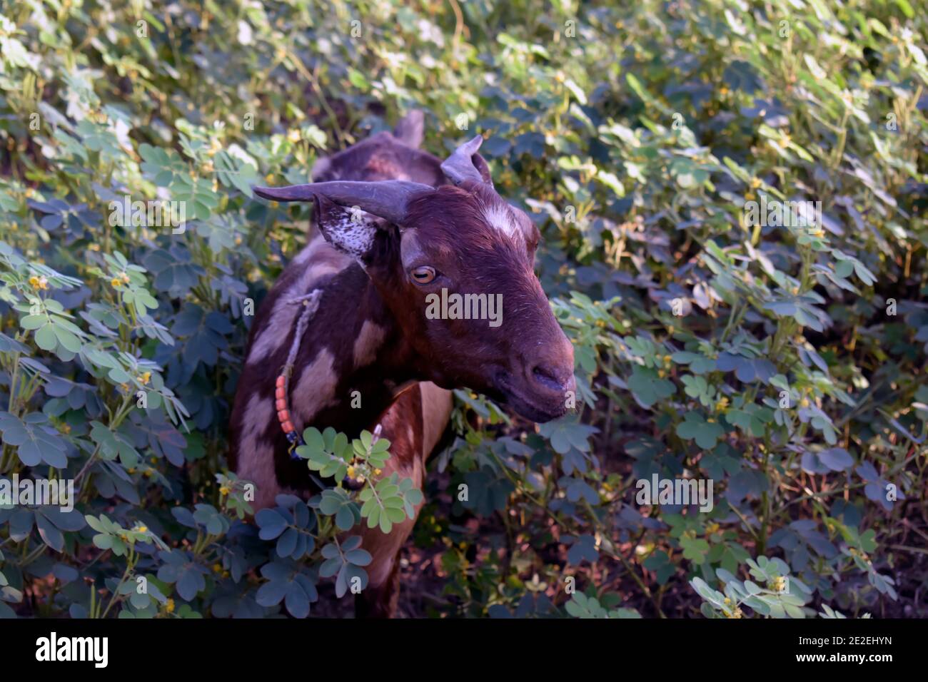 Closeup di una capra marrone con macchie e affilato lungo corna nel campo con piante Foto Stock