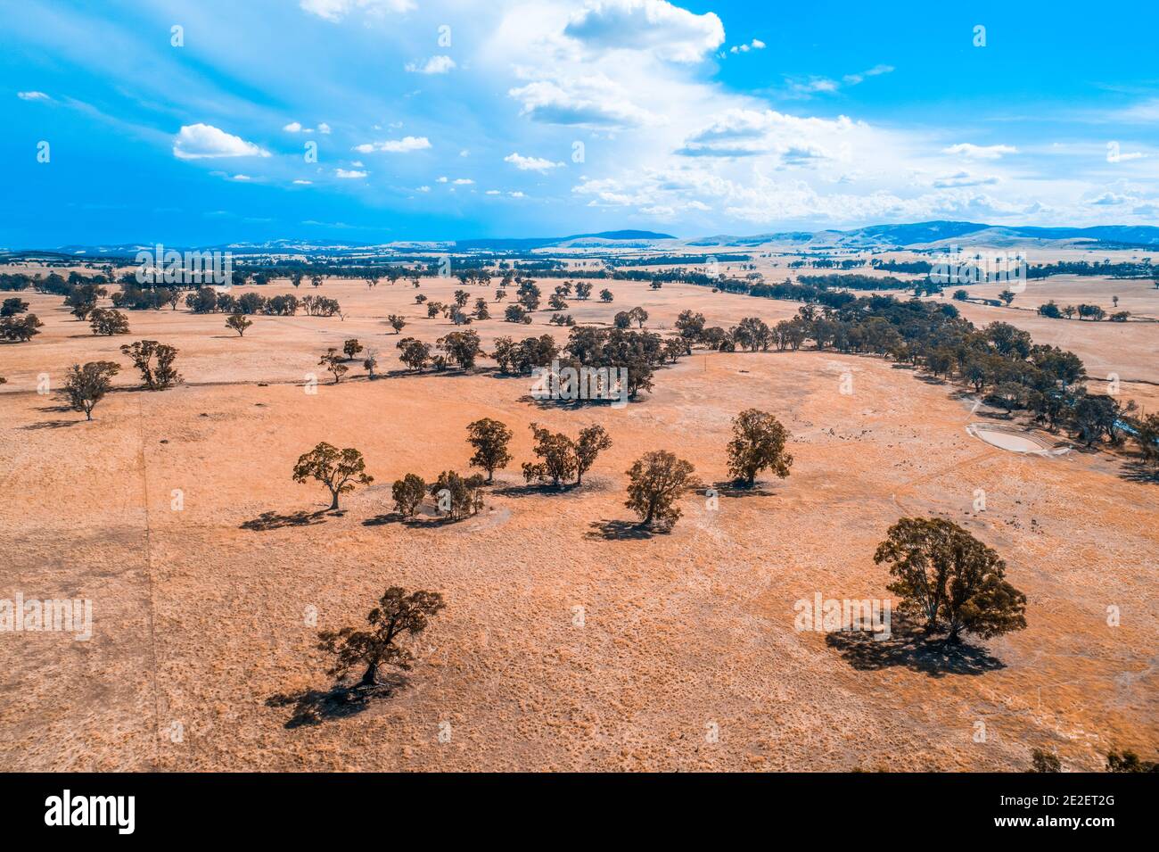 Alberi sparsi su praterie gialle in Australia Foto Stock
